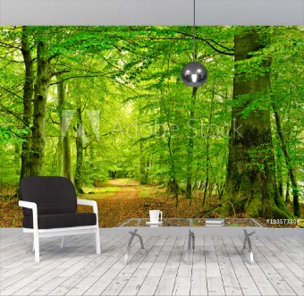 Picture of Wanderweg durch Naturnahen Buchenwald groe alte Bume Mritz-Nationalpark